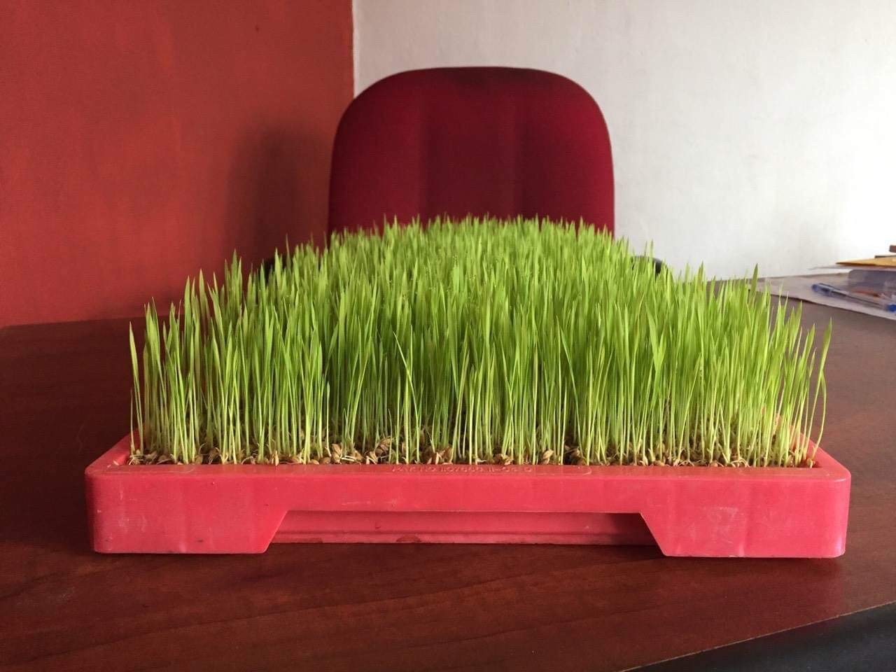 Research on Rice