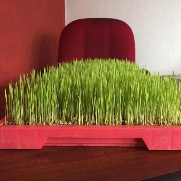 Research on Rice